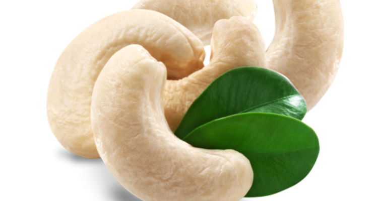 sssurya cashew traders