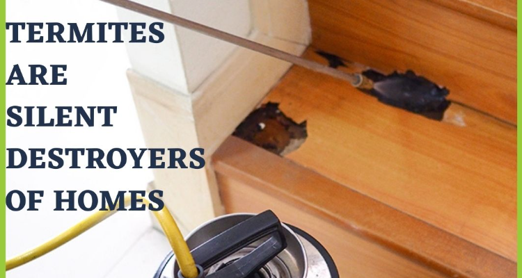 ssTermite Control Services in Chennai