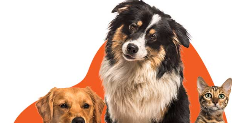 ssCesar pet Care